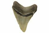 Fossil Megalodon Tooth - North Carolina #236798-1